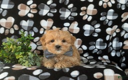 Maltipoo dogs for sale: Whelan - Image 7