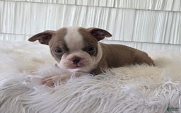 Boston Terrier dogs for sale: Jewel - Image 1