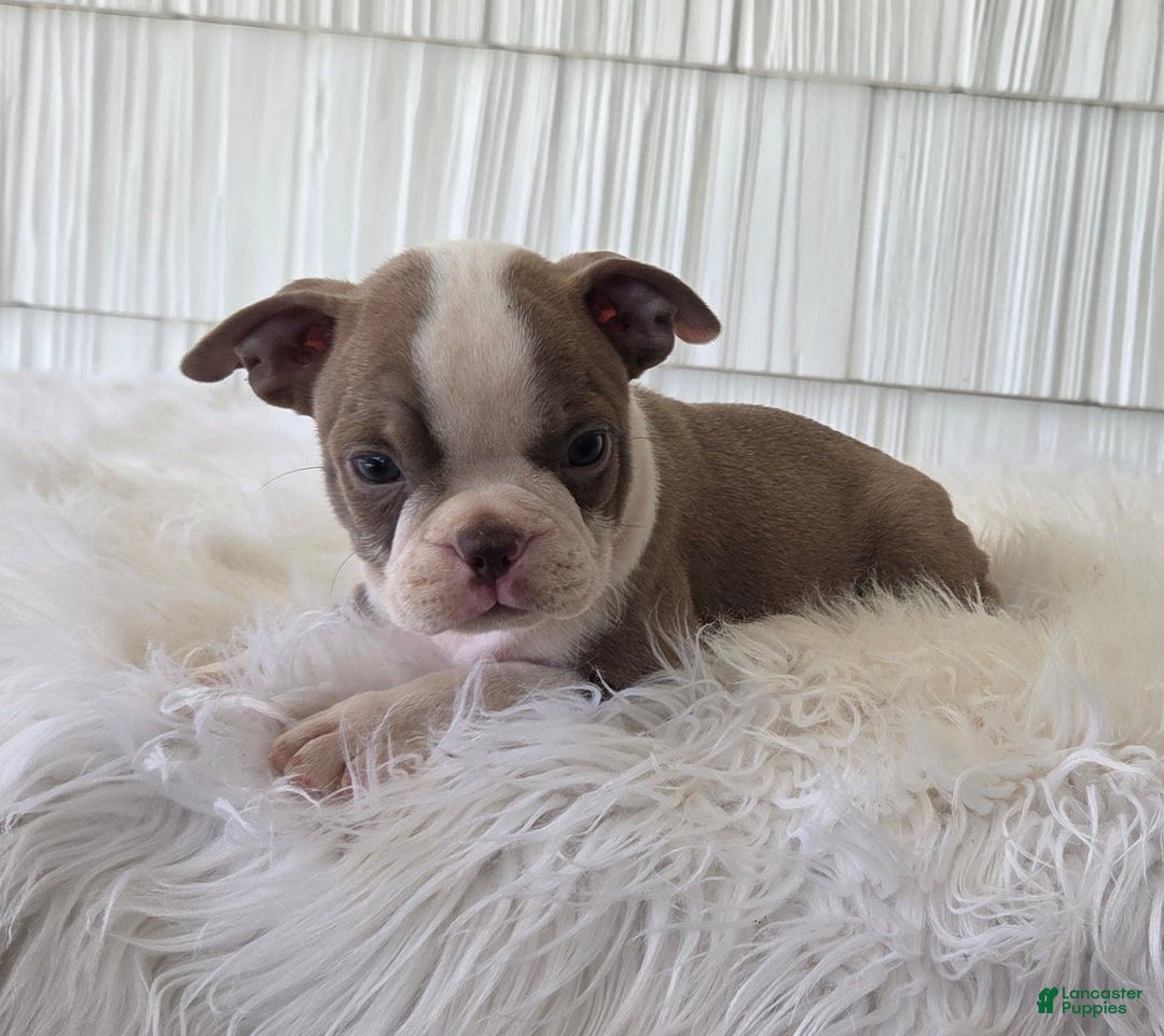 Boston Terrier dogs for sale: Jewel - Image 1