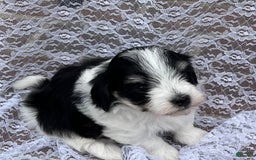 Maltipoo dogs for sale: Hunter - Image 5