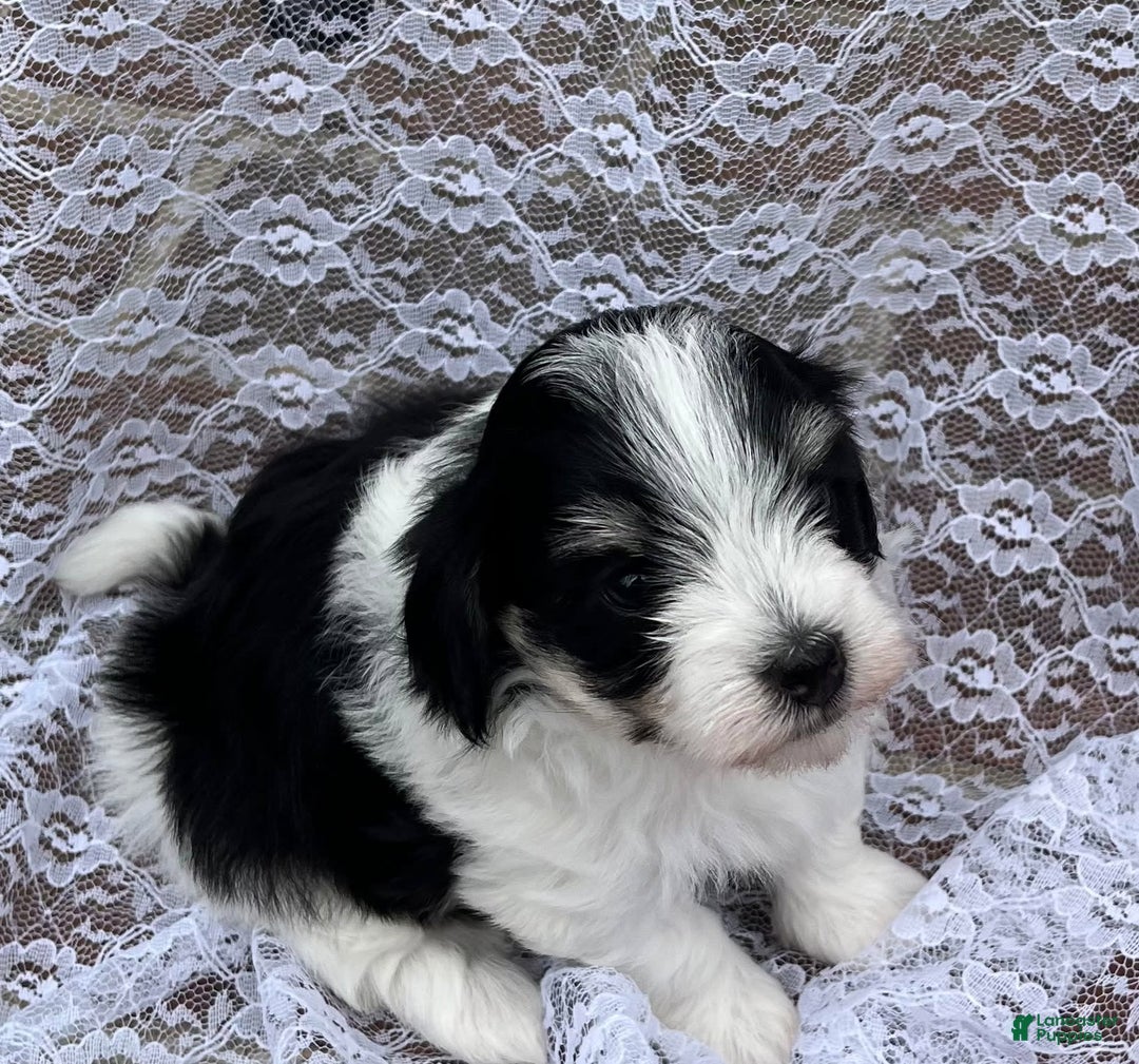 Maltipoo dogs for sale: Hunter - Image 5