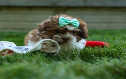 Shih Tzu dogs for sale: Rusty - Image 12