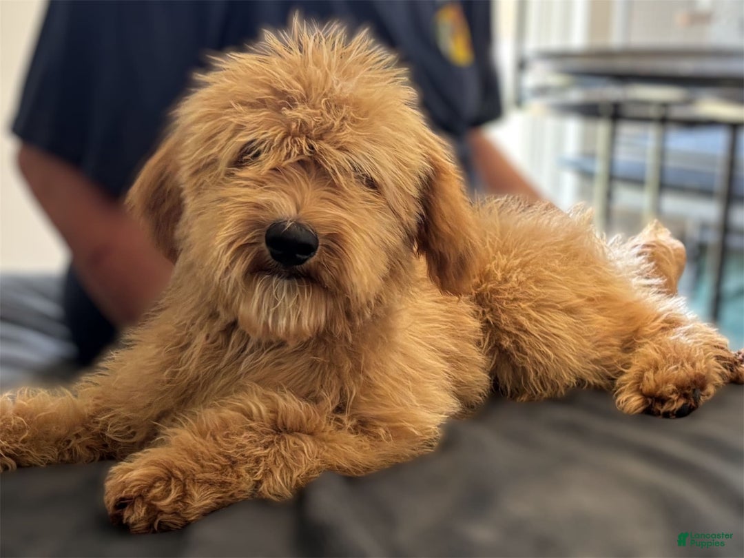 Goldendoodle dogs for sale: Sam - Image 2