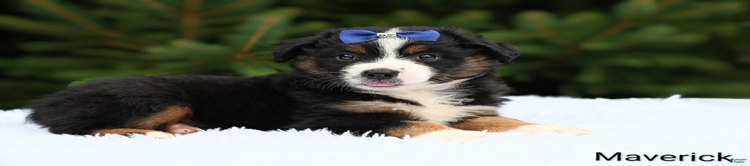 Maverick