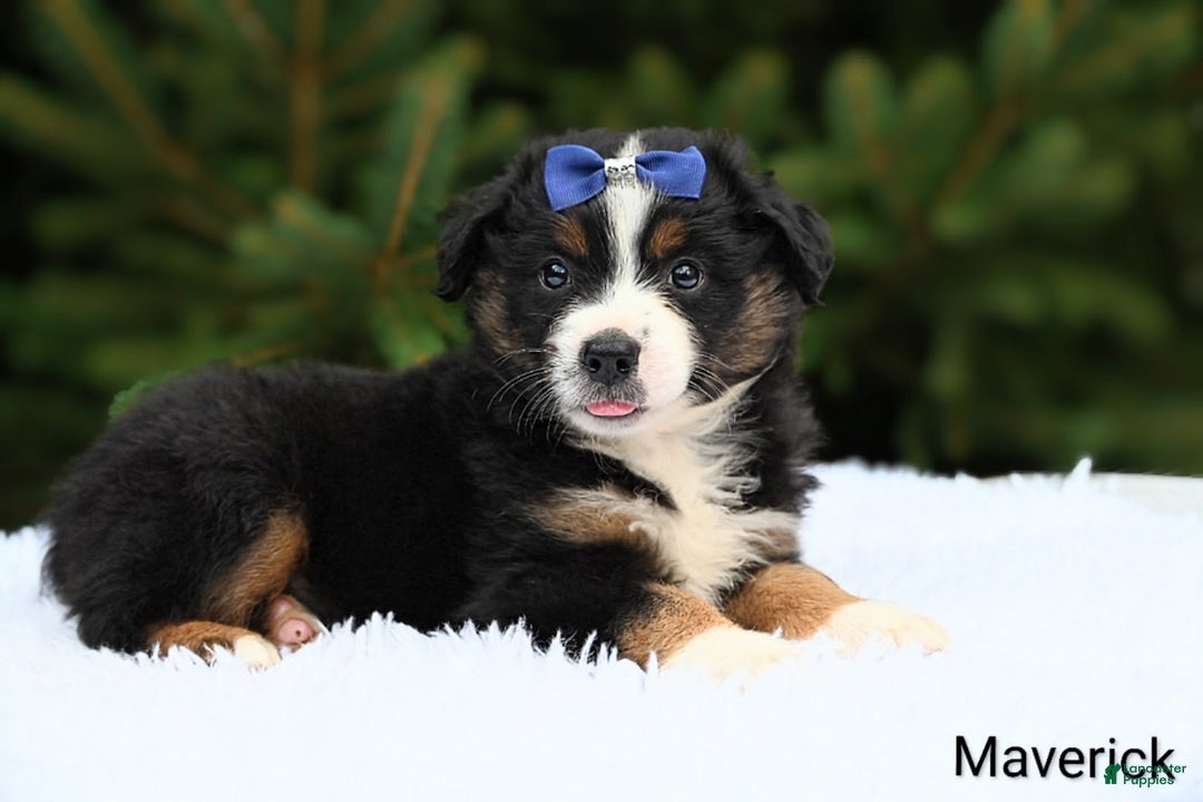 Miniature Australian Shepherd dogs for sale: Maverick - Image 2