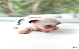 Yorkshire Terrier dogs for sale: Daniel - Image 9