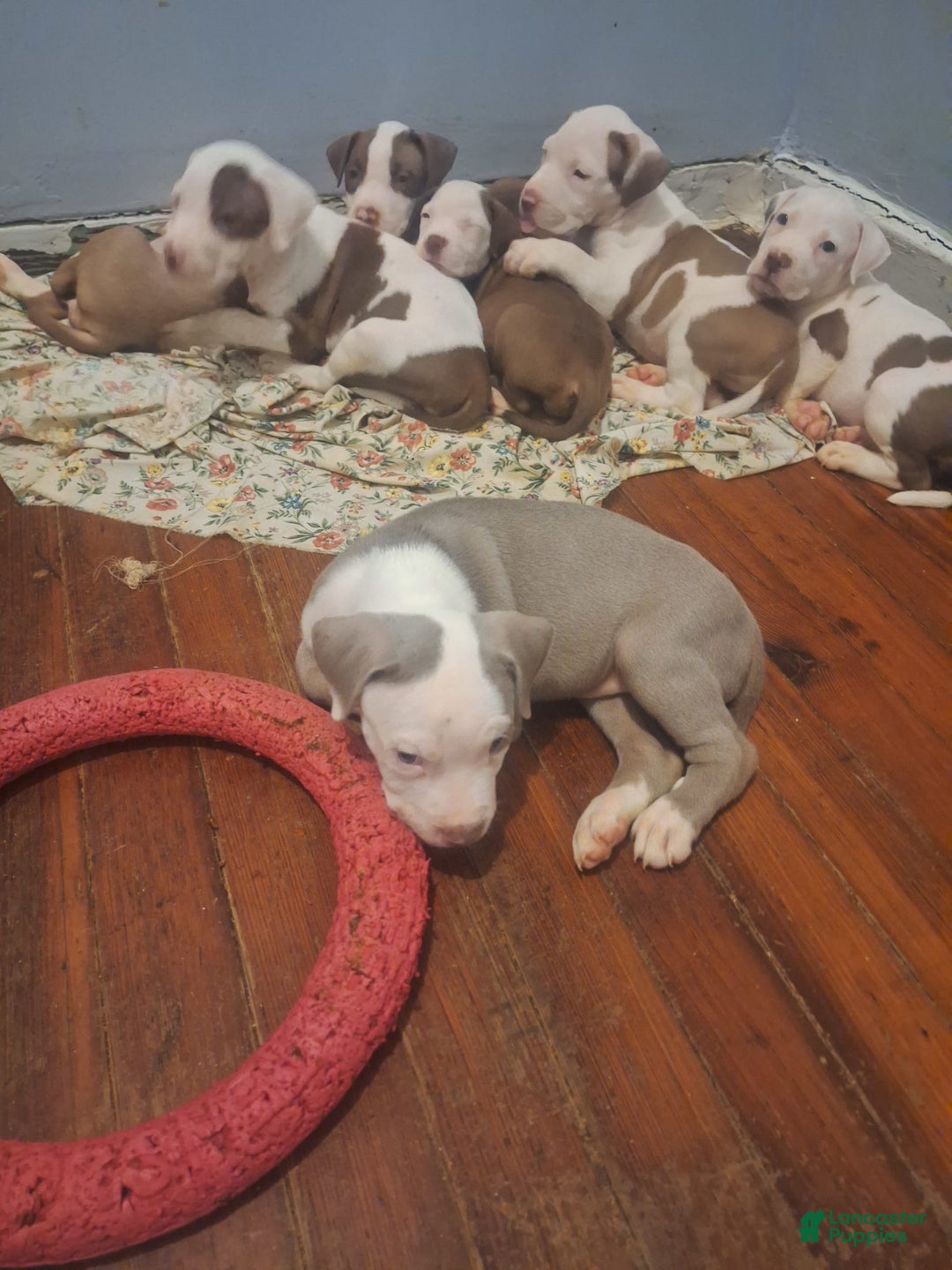 American Staffordshire Terrier dogs for sale: Grace - Image 1