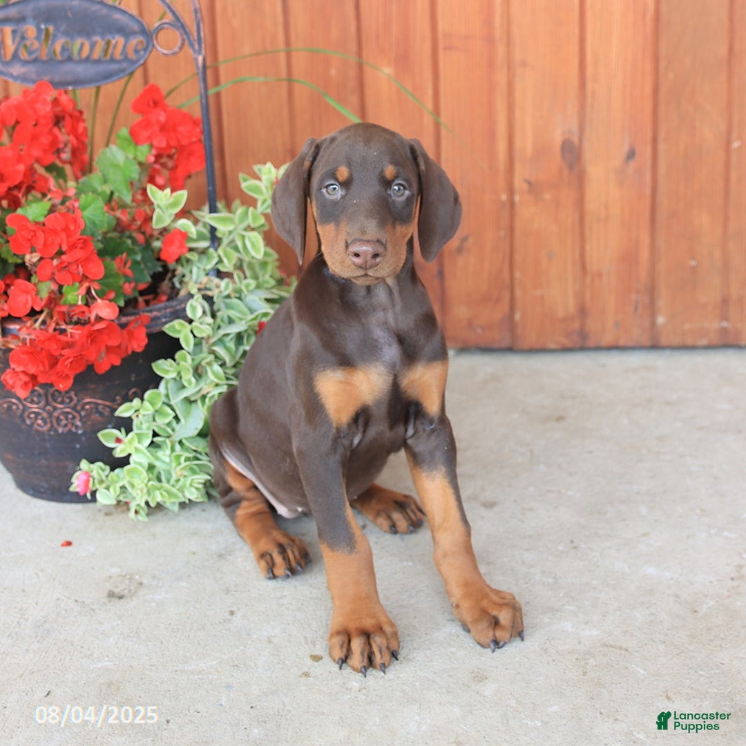 Doberman Pinscher dogs for sale: Dolly - Image 2