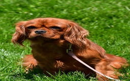 Cavalier King Charles Spaniel dogs for sale: Patty - Image 8