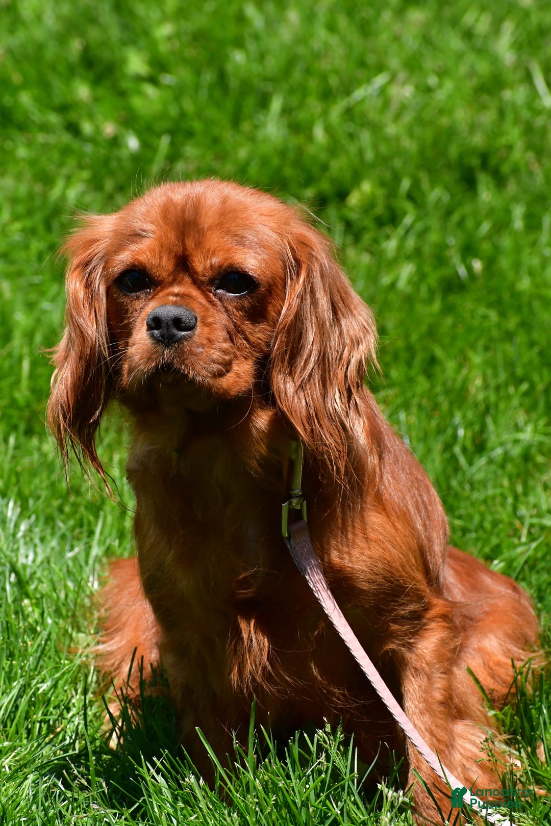 Cavalier King Charles Spaniel dogs for sale: Patty - Image 8