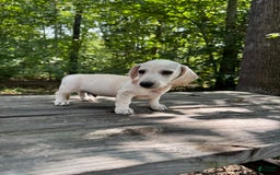 Miniature Dachshund dogs for sale: Sam - Image 5