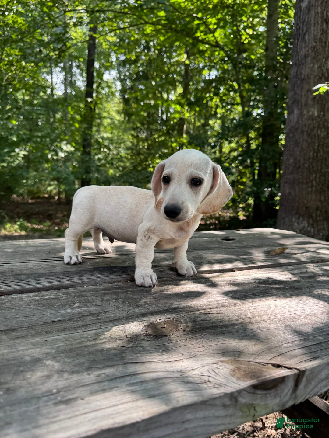 Miniature Dachshund dogs for sale: Sam - Image 5