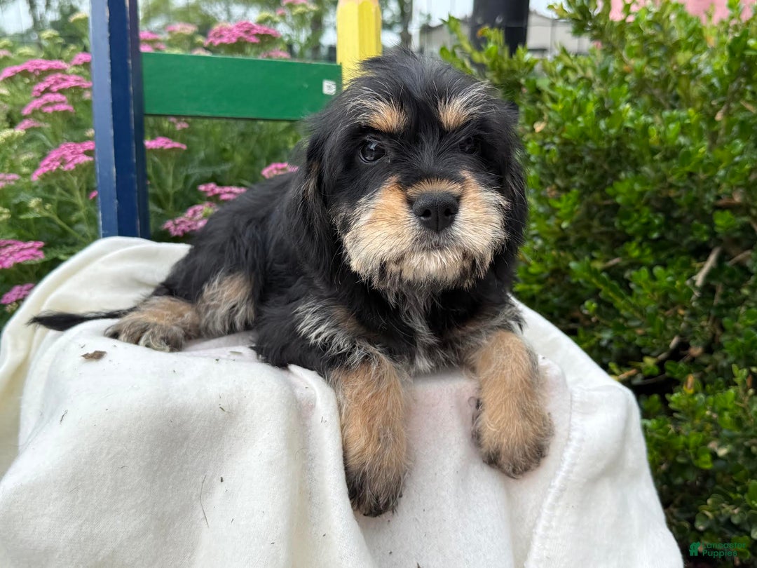 Miniature Schnauzer dogs for sale: Pearl - Image 3