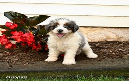 Mini Bernedoodle dogs for sale: Cocoa - Image 5