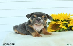 English Bulldog dogs for sale: Graham - Image 3
