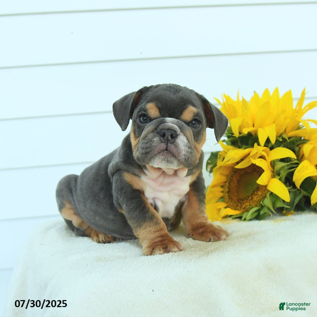 English Bulldog dogs for sale: Graham - Image 3
