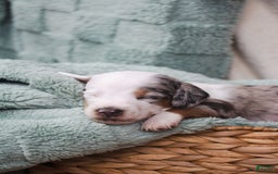 Doxiepoo dogs for sale: Bandit - Image 3