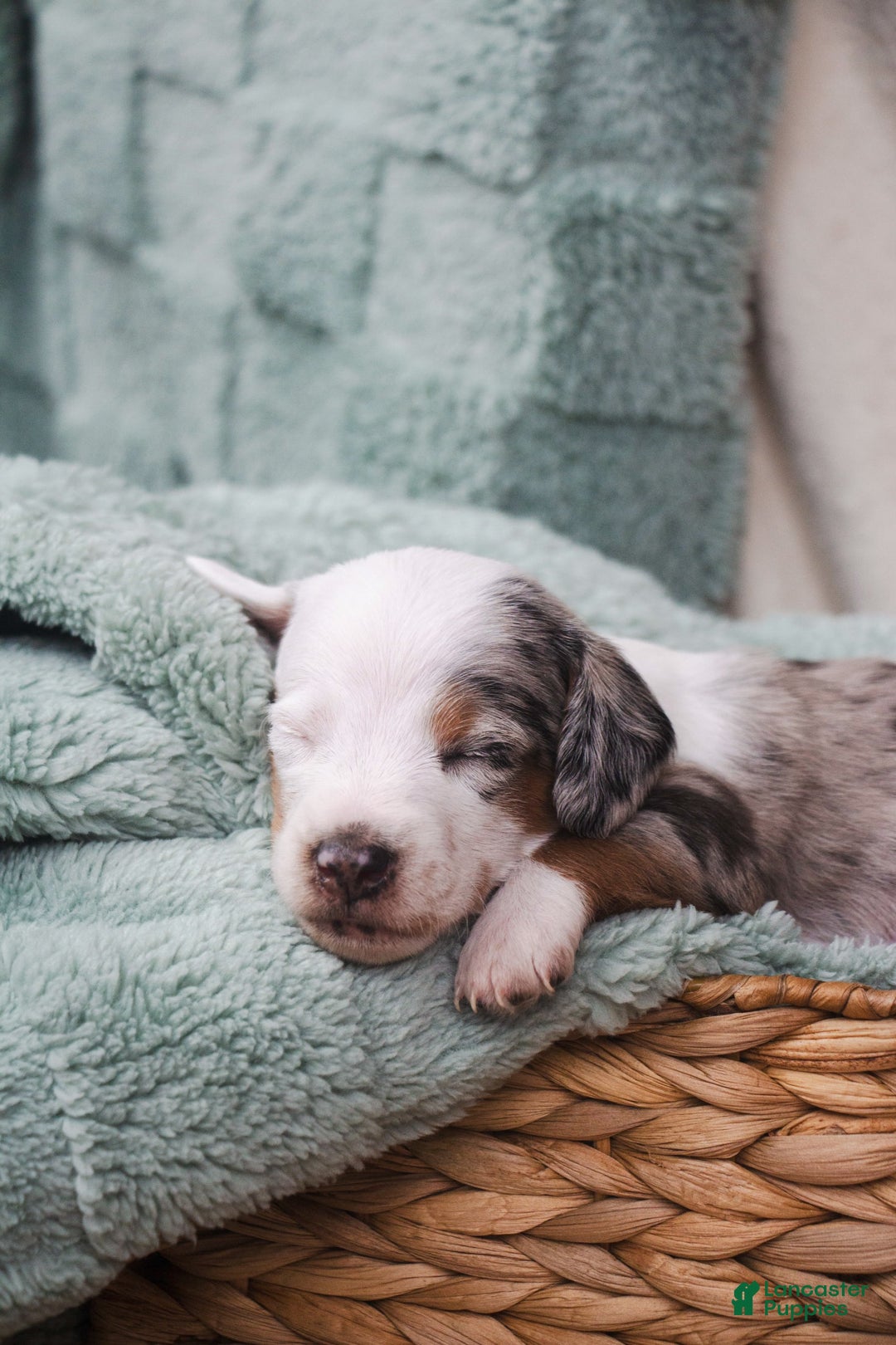 Doxiepoo dogs for sale: Bandit - Image 3