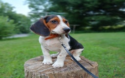 Beagle dogs for sale: Max - Image 1