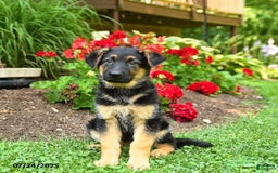 German Shepherd dogs for sale: Bella - Image 1