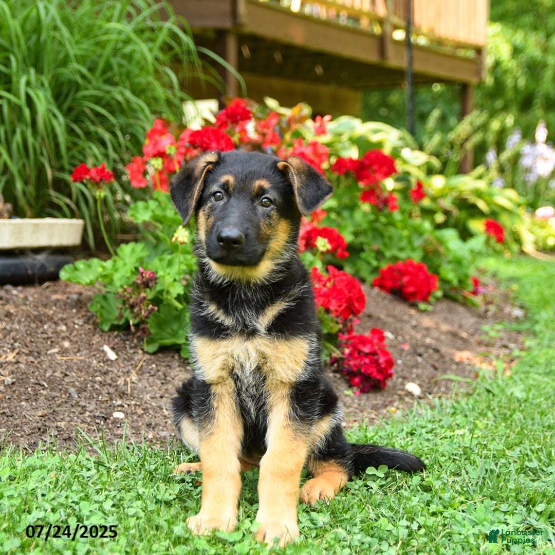 German Shepherd dogs for sale: Bella - Image 1