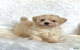 Maltipoo dogs for sale: Loki - Image 3
