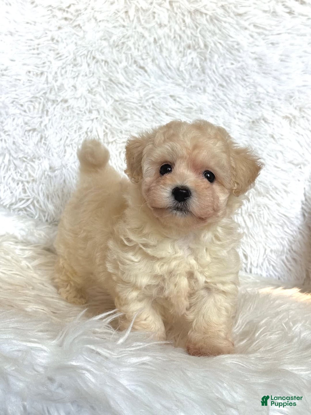 Maltipoo dogs for sale: Loki - Image 3