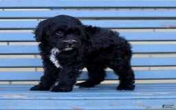 Shihpoo dogs for sale: Maggie - Image 6