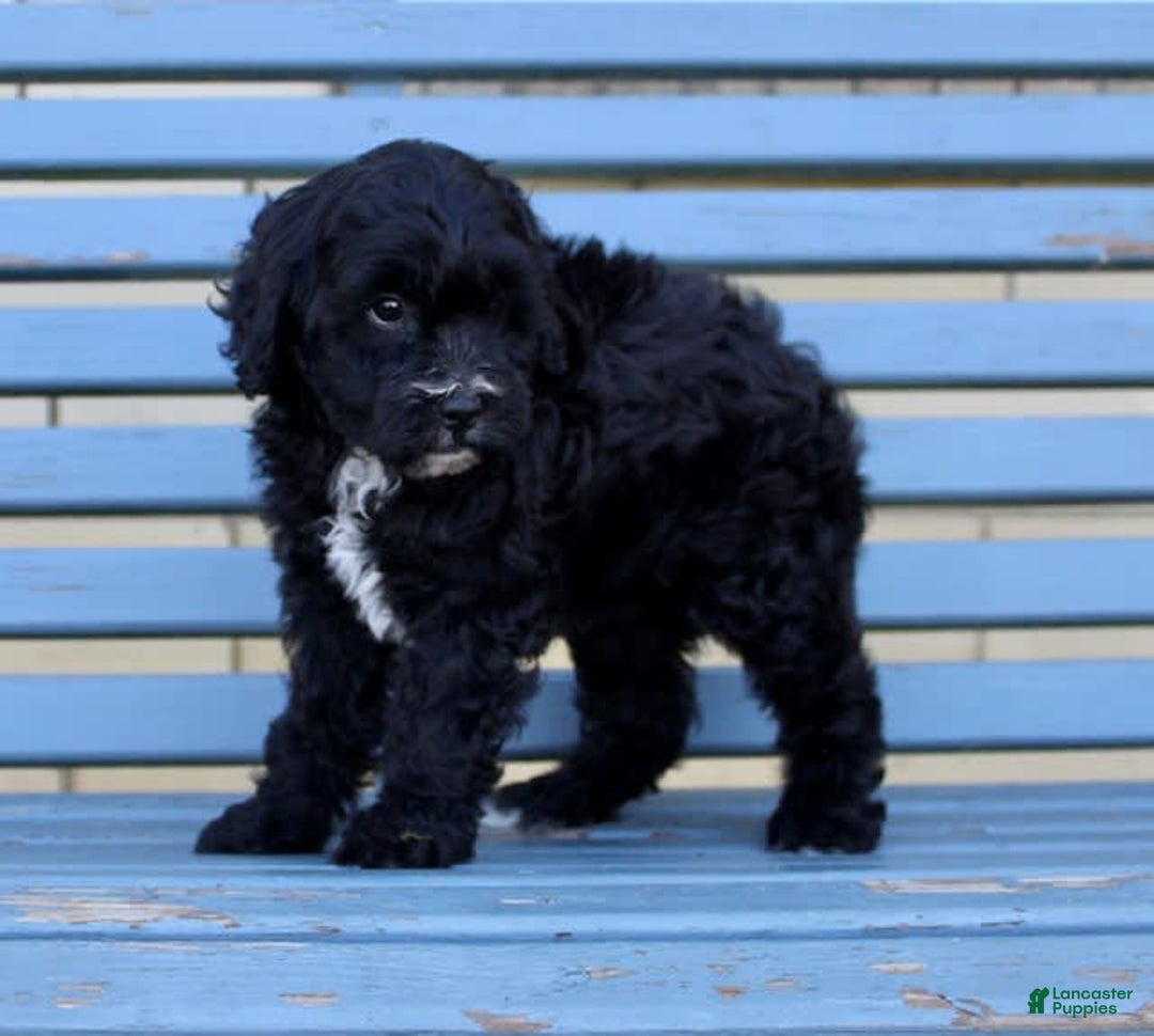 Shihpoo dogs for sale: Maggie - Image 6