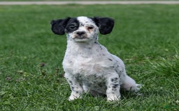 Shihpoo dogs for sale: Benny - Image 3