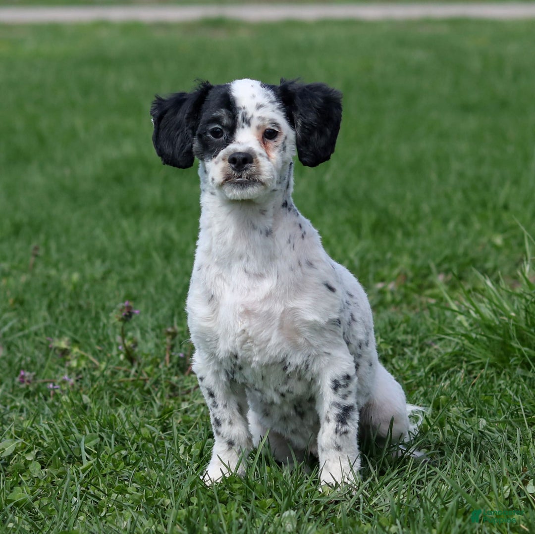 Shihpoo dogs for sale: Benny - Image 3