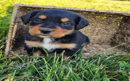 Bernese Mountain Dog dogs for sale: Bernese Mountain Dog 8 puppies - Image 22