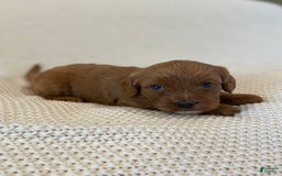 Cavapoo dogs for sale: Moose - Image 1