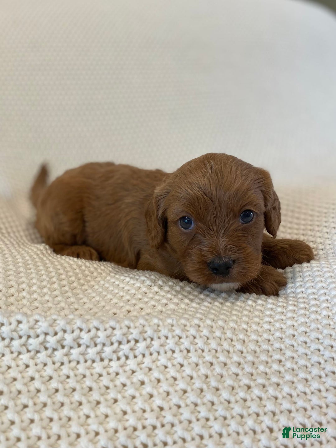Cavapoo dogs for sale: Moose - Image 1
