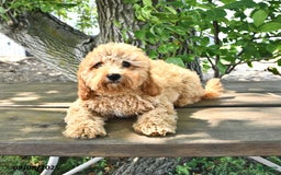 Cavapoo dogs for sale: Faith - Image 8