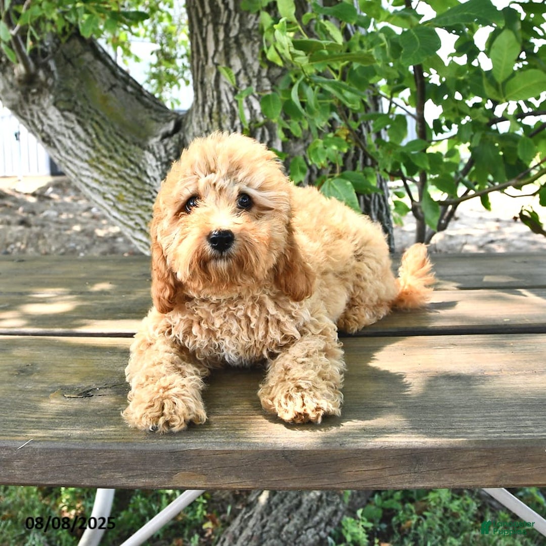 Cavapoo dogs for sale: Faith - Image 8