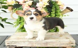 Welsh Corgi Pembroke dogs for sale: Polly - Image 3