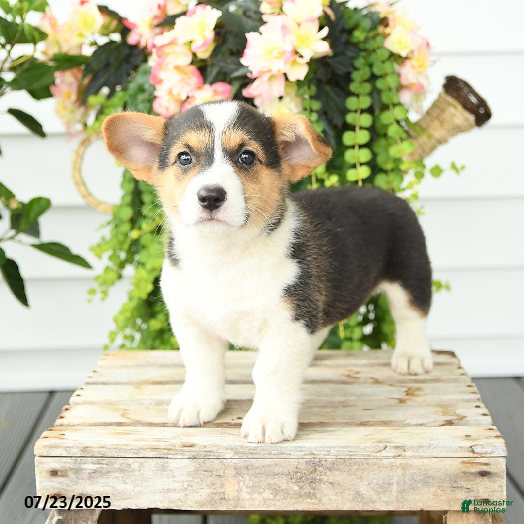 Welsh Corgi Pembroke dogs for sale: Polly - Image 3