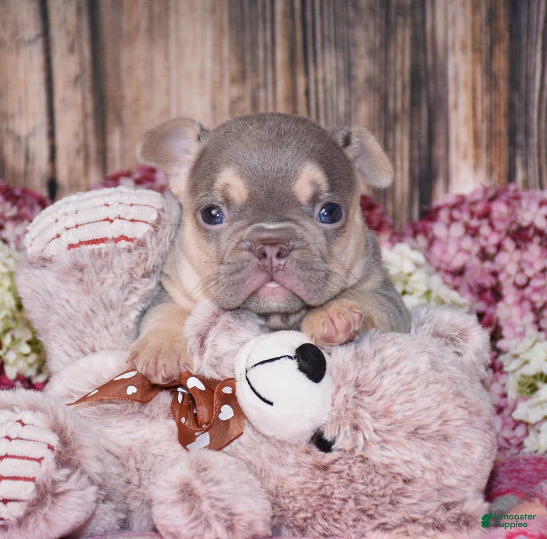 French Bulldog dogs for sale: Milton - Image 7