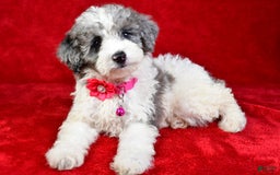 Miniature Poodle dogs for sale: Lola - Image 2