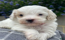Maltipoo dogs for sale: Frida - Image 2