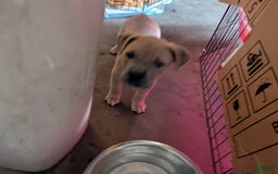 American Pit Bull Terrier dogs for sale: Ham Samy - Image 1
