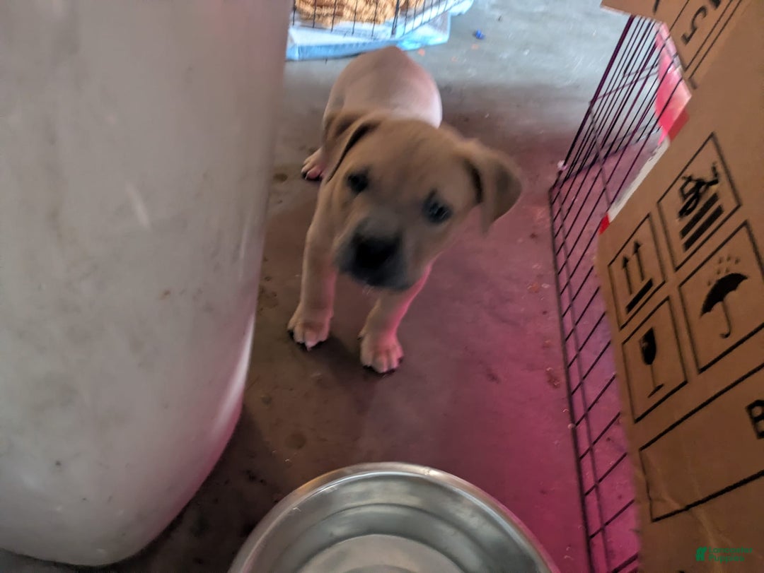 American Pit Bull Terrier dogs for sale: Ham Samy - Image 1