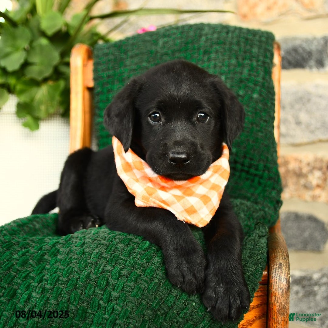 Labrador Retriever dogs for sale: Tiramisu - Image 1