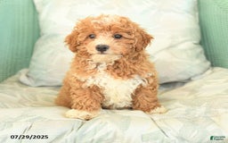 Maltipoo dogs for sale: Loyal - Image 6