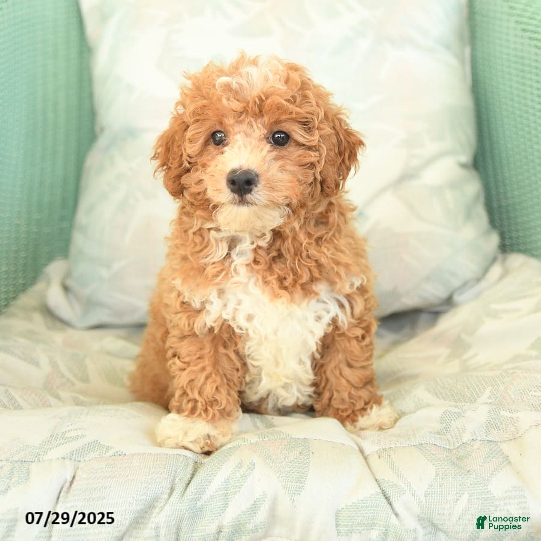 Maltipoo dogs for sale: Loyal - Image 6