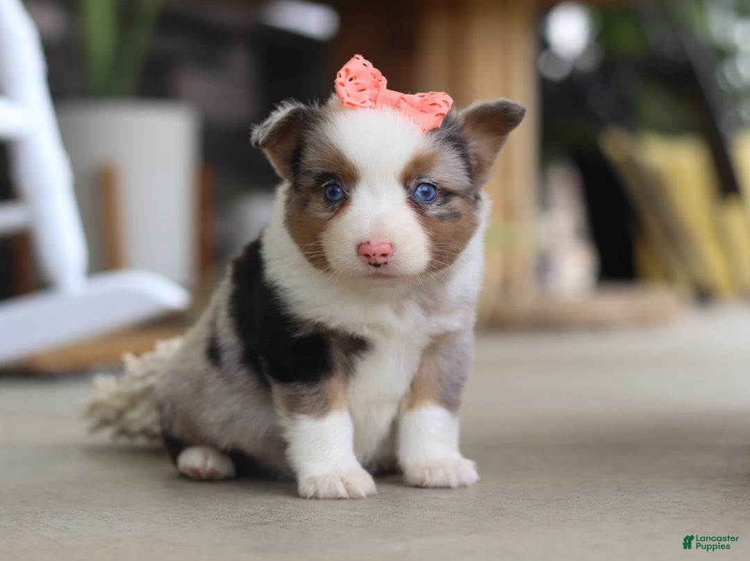 Australian Shepherd dogs for sale: Zoey - Image 4