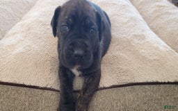 South African Boerboels dogs for sale: Biggie - Image 1