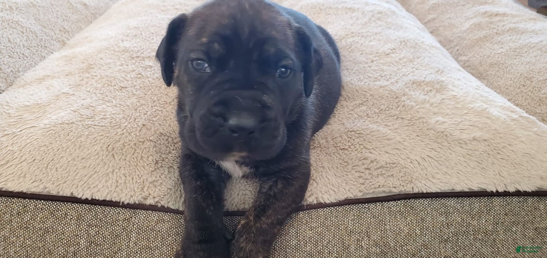 South African Boerboels dogs for sale: Biggie - Image 1