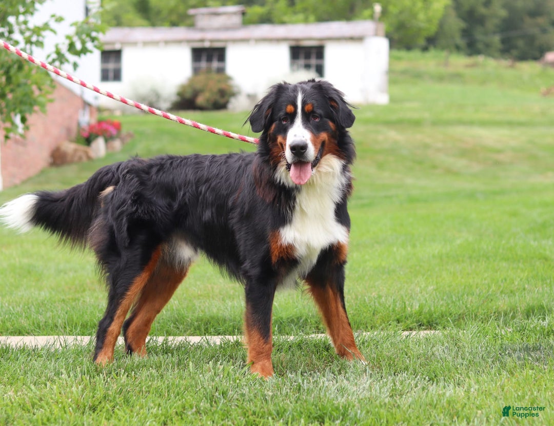 Bernese Mountain Dog dogs for sale: Katy - Image 15